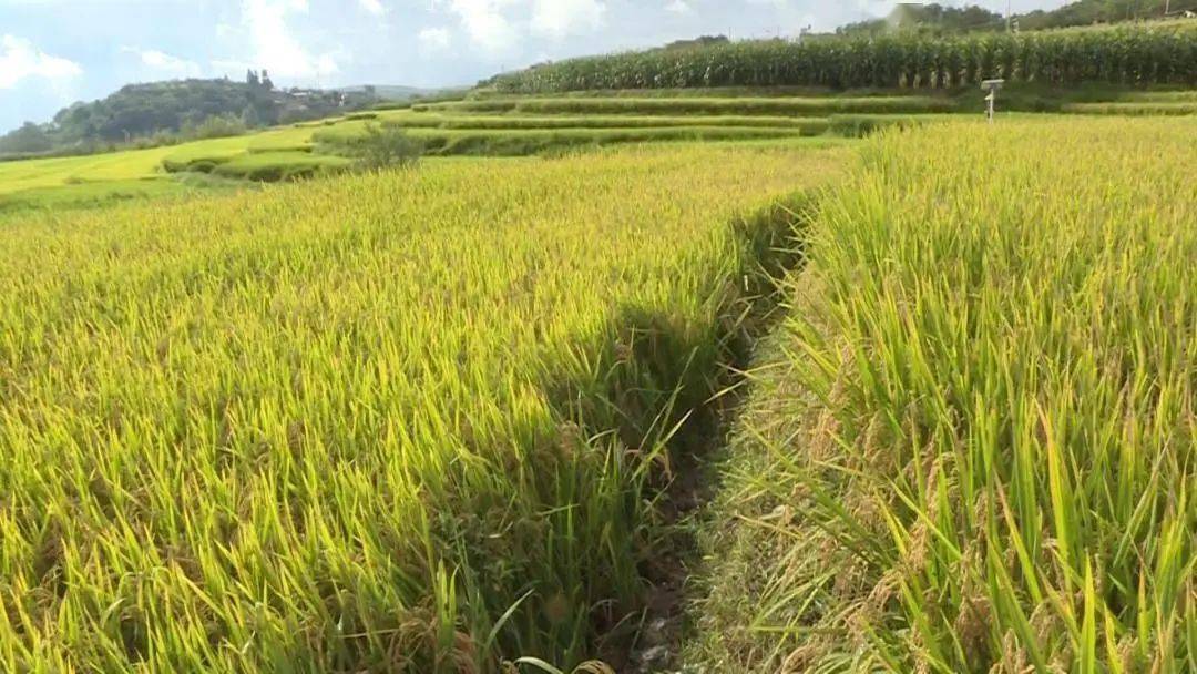 杉陽鎮是永平縣的糧食主產區,2021年的糧食種植面積有63253畝,產量