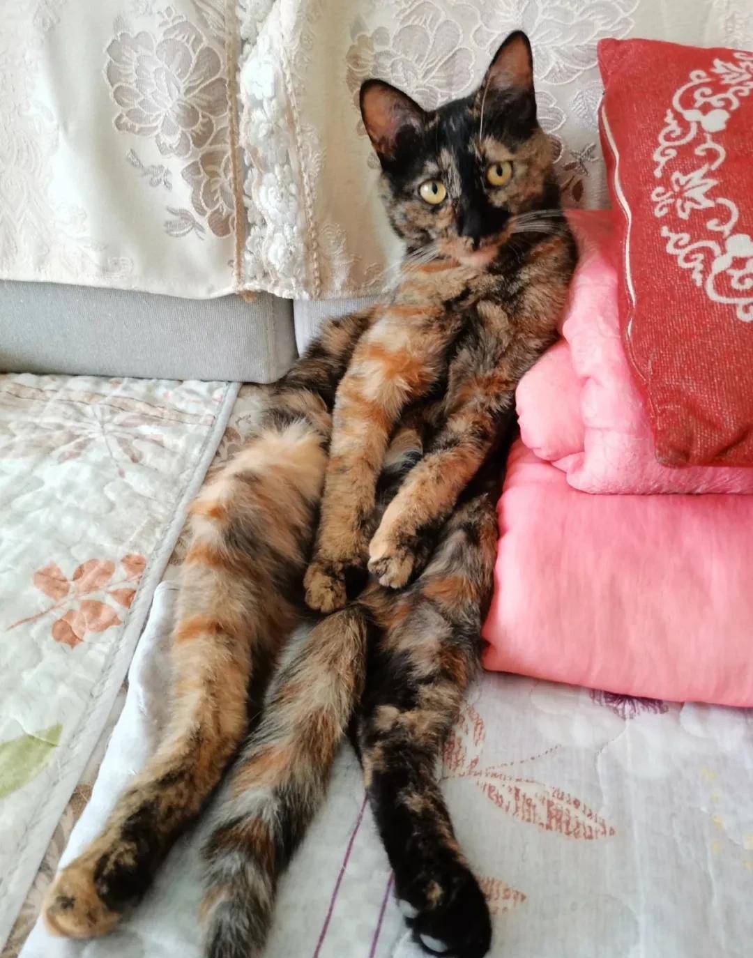 猛盯猫咪裆部超过2分钟,会发生什么_选手_豆瓣_人类