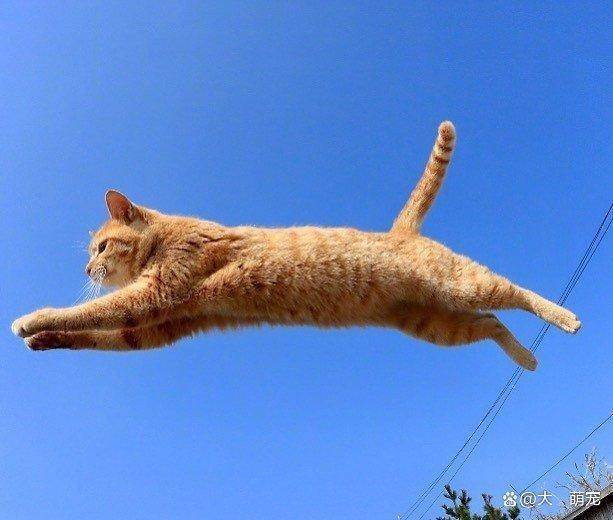 凌空一跃的猫咪们身姿优雅娴熟,展现自己身手的同时还赢得了喝彩_姿势