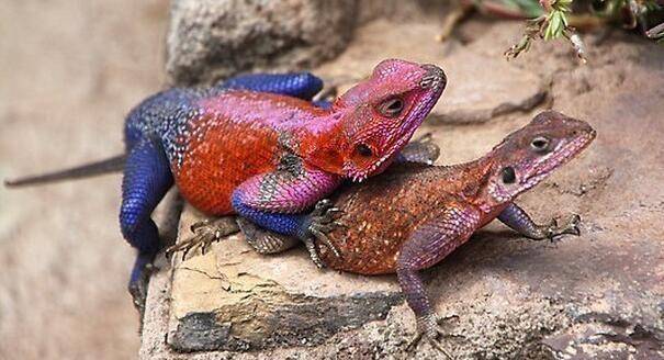 蜥蜴界的蜘蛛侠:彩虹飞蜥,当我点头时,不是要打架就是要找妹纸_岩石