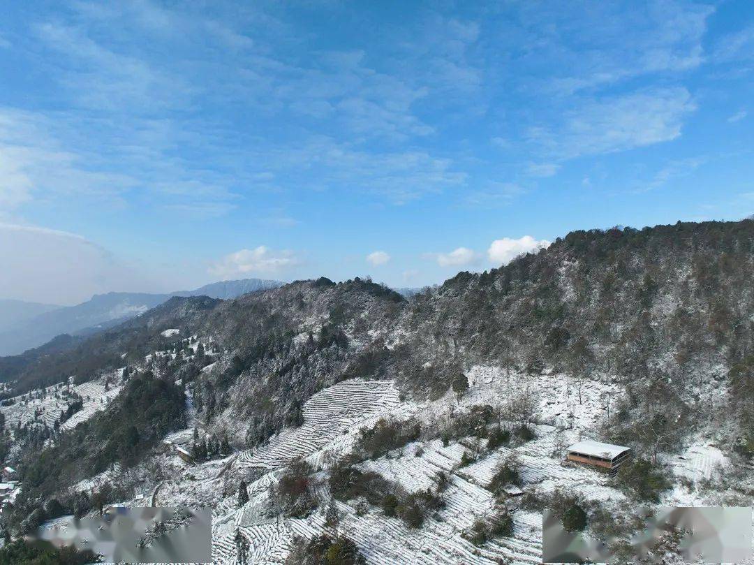 蒙顶山雪景,不敢私藏._摄影_名山_山茶