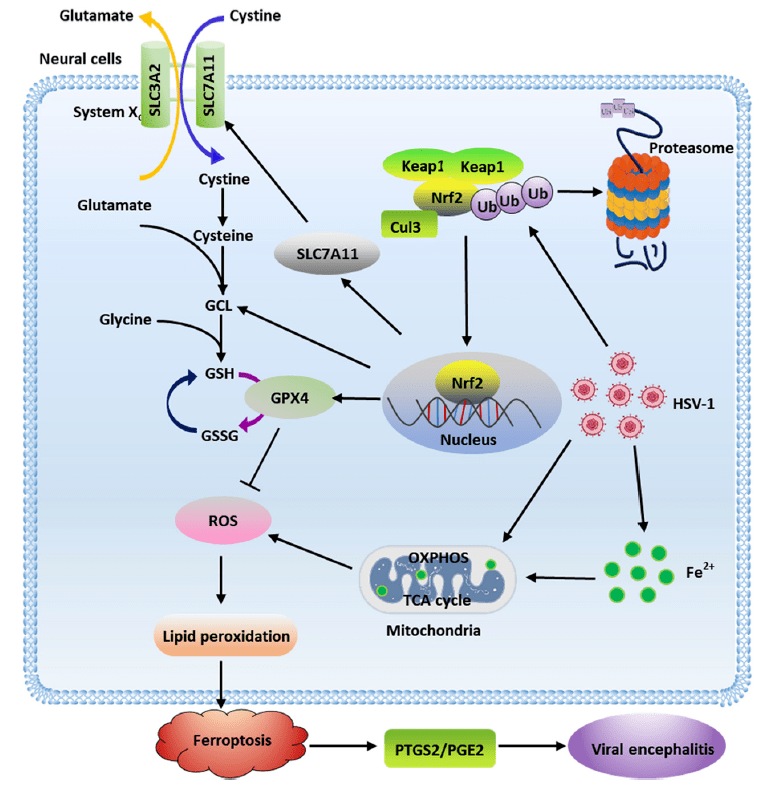 mbio | 周溪教授研究团队和合作单位揭示单纯疱疹病毒