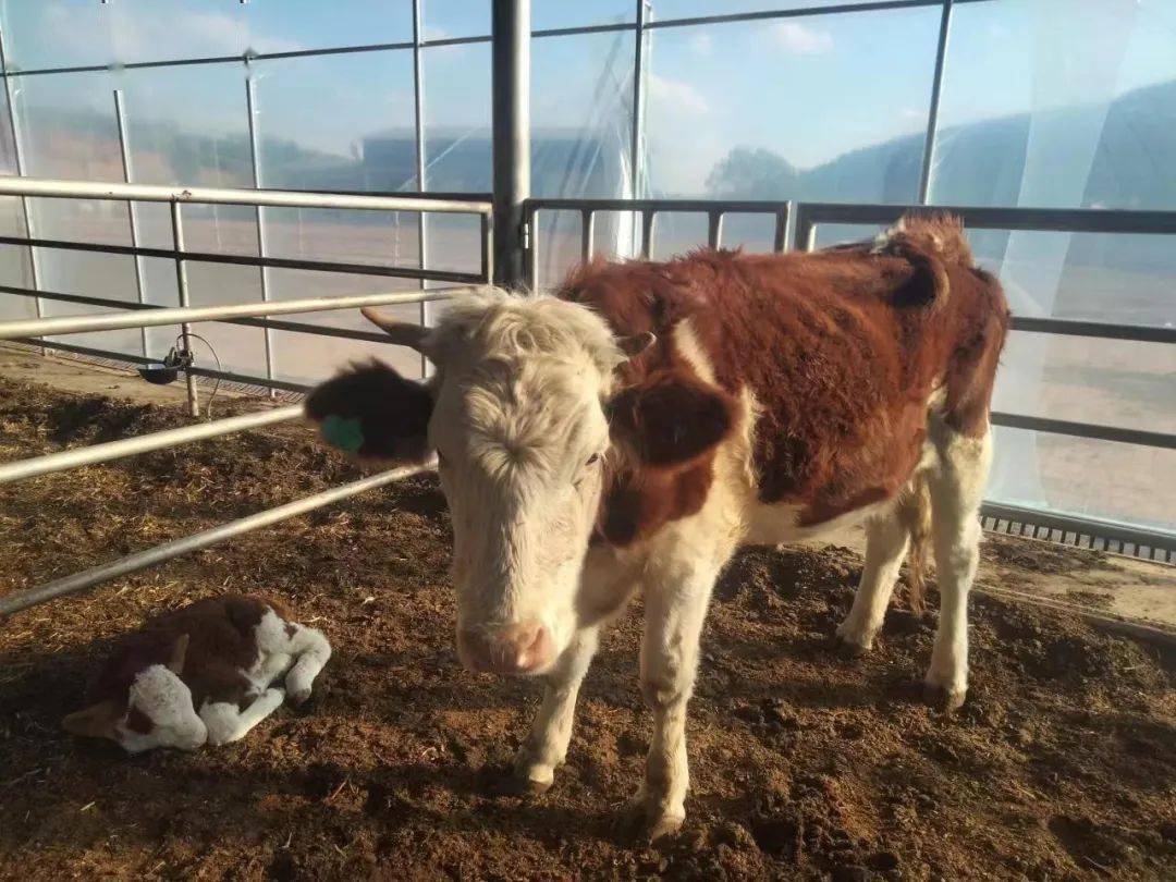 苴力首头"北牛南调"能繁母牛喜产"小牛犊"_养殖_发展_肉牛