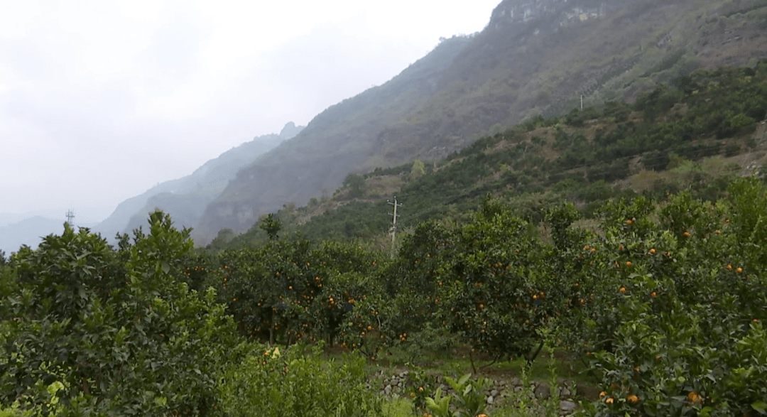 永善源胜村:特色产业富了群众 美了乡村_脐橙_种植_桧溪镇