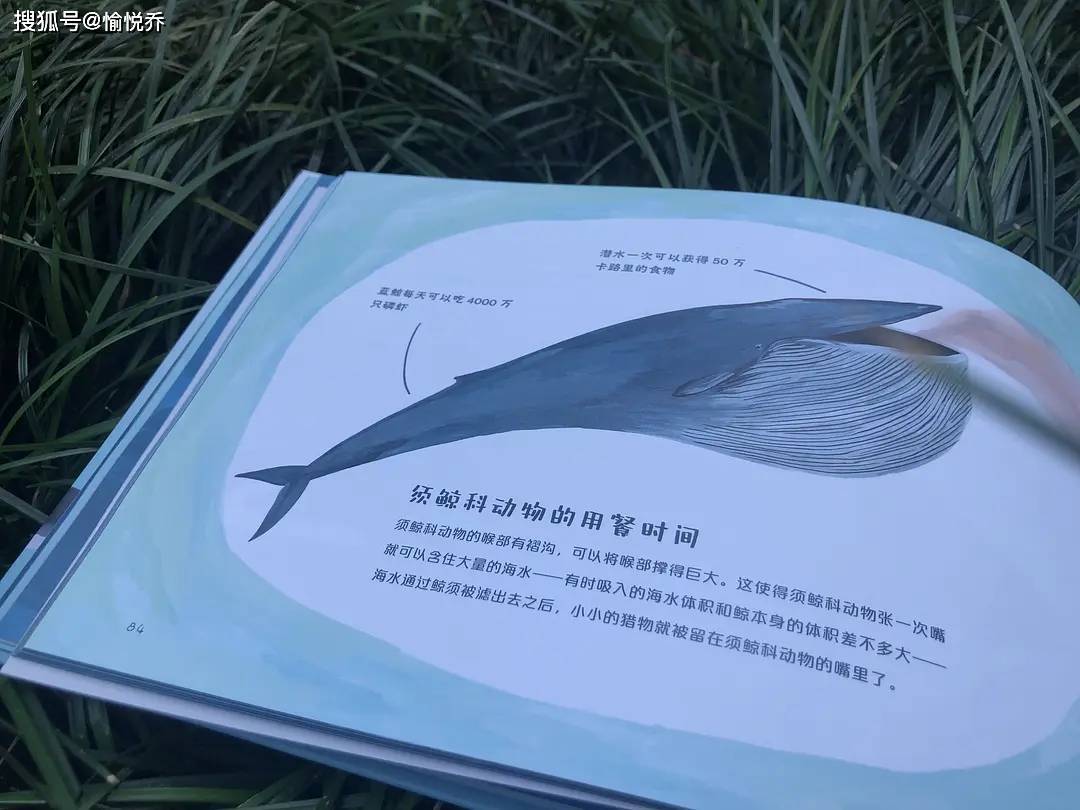 我要推荐儿童科普书# 鲸鱼知多少_搜狐网