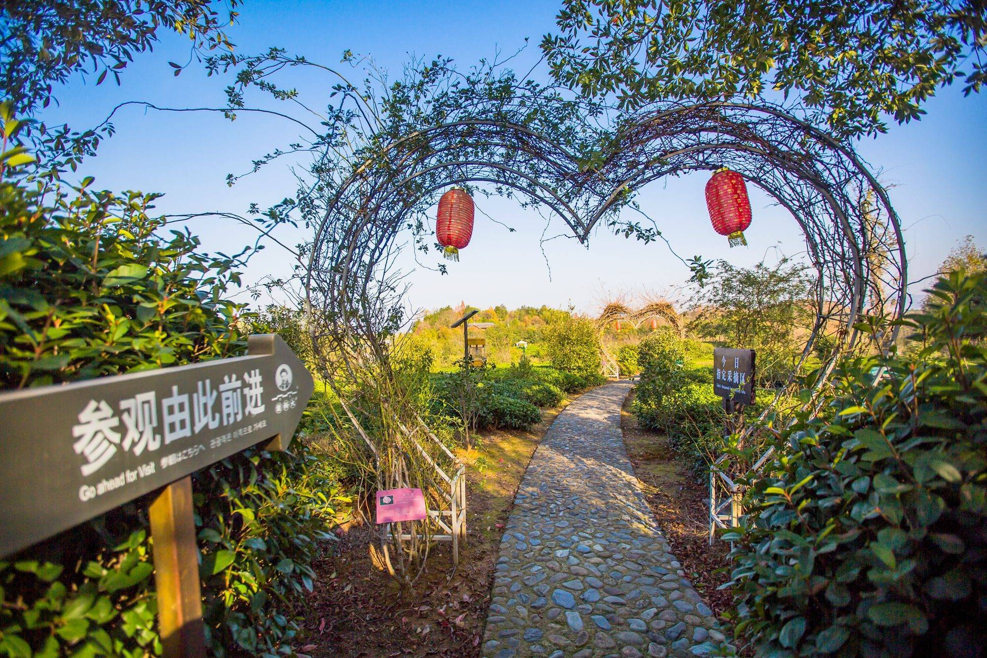 黄山谢裕大茶博园,享受茶山喝茶的温暖,这里随处都充满了惊喜_茶园