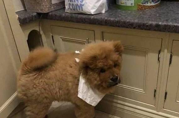 松狮犬因咬人被抓,成千上万人为它请命,警方却另有说法_bungle_狗狗