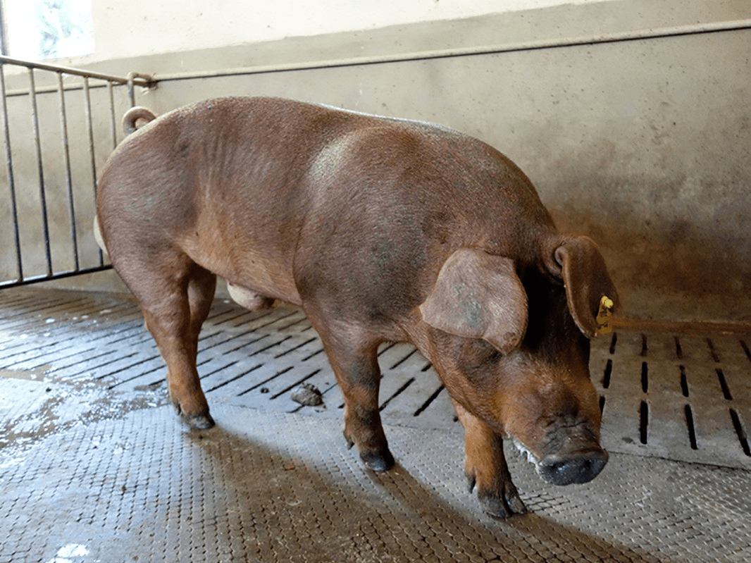 進口動物科普——主要進口種豬品種_雜交_杜洛克_父本