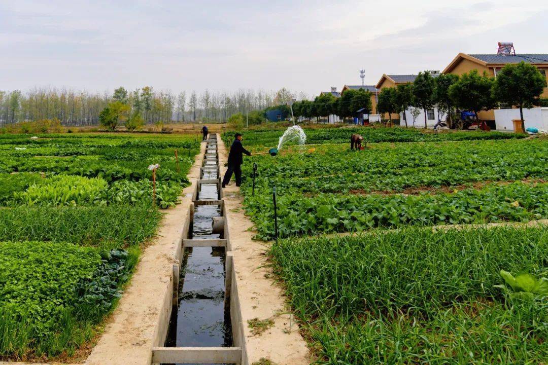 肥东:"qq农场"现实版!