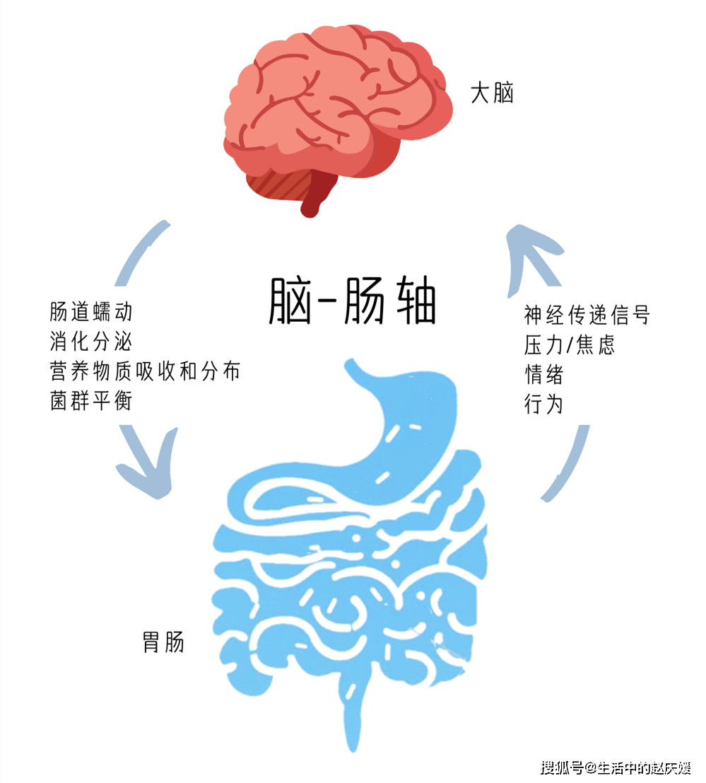 内分泌轴图图片