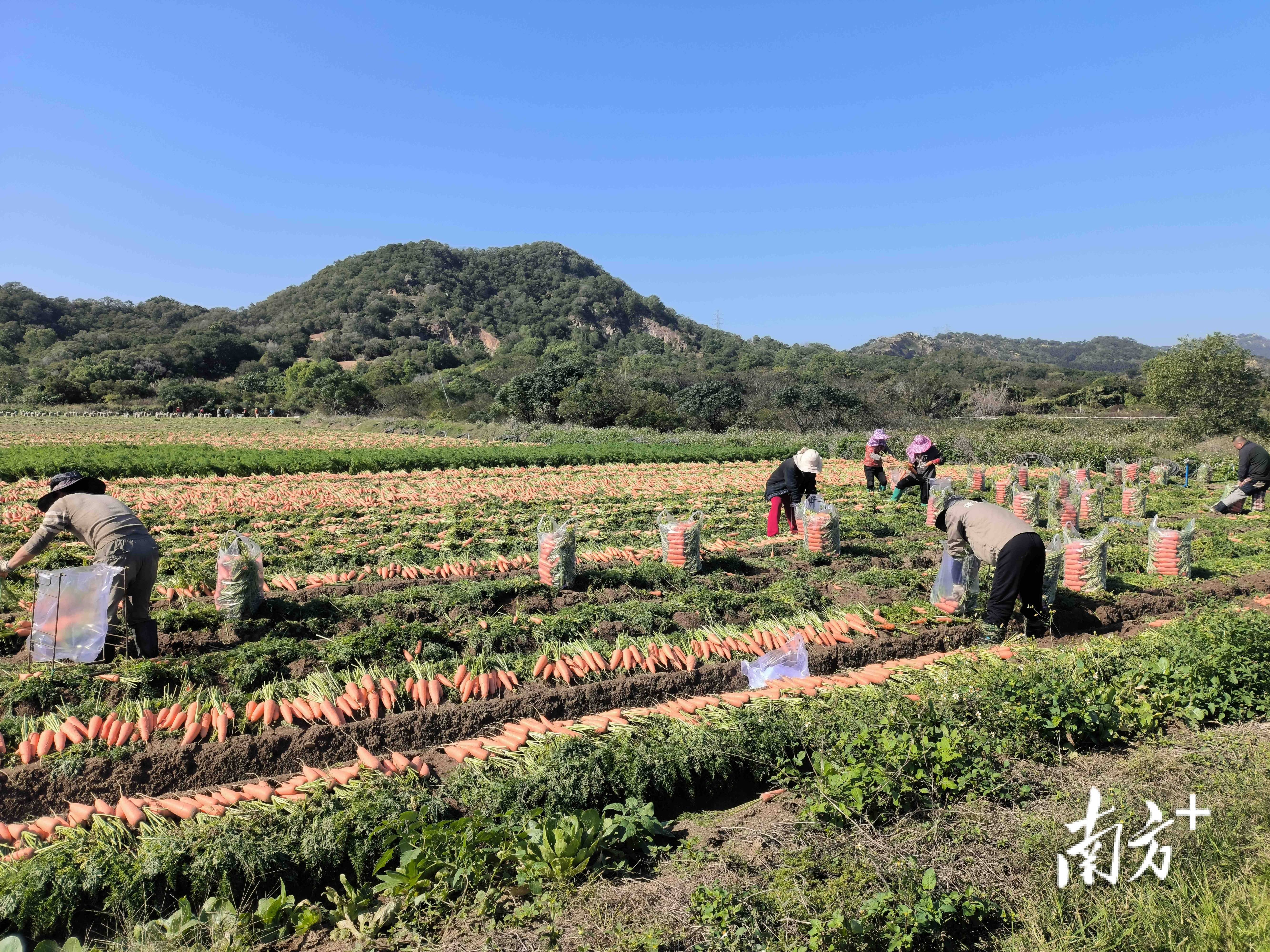 期待来年好“丰景”！广东已基本完成冬种计划