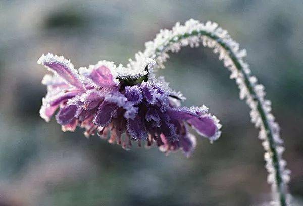 风雪与花草结合,会诞生什么?瞧瞧你就知道了!