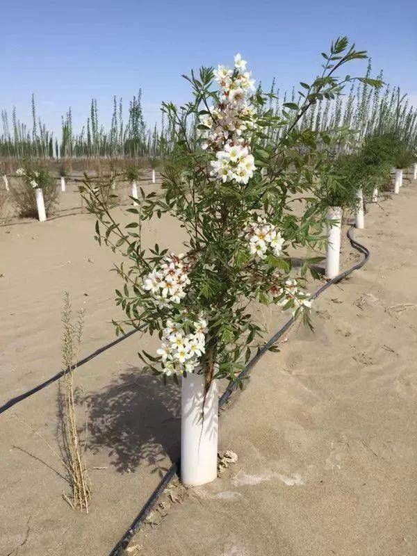 文冠果|才貌双全的"东方神树"_树种_历史_中国