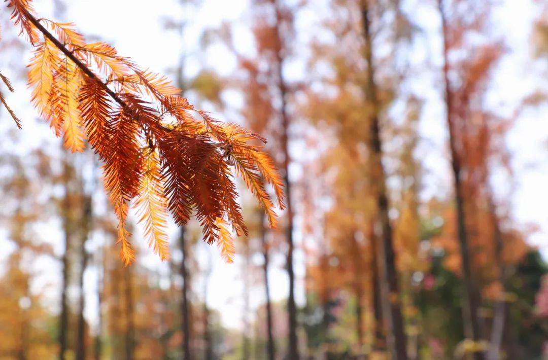 林中,陽光下充滿文藝氣息紅的,黃的,棕的……落羽杉彷彿自帶濾鏡在