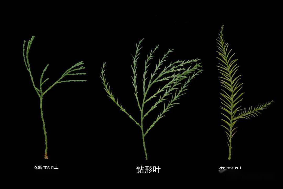 落羽杉、水杉、水松和池杉,你分得清吗?_华南_植物园_国家