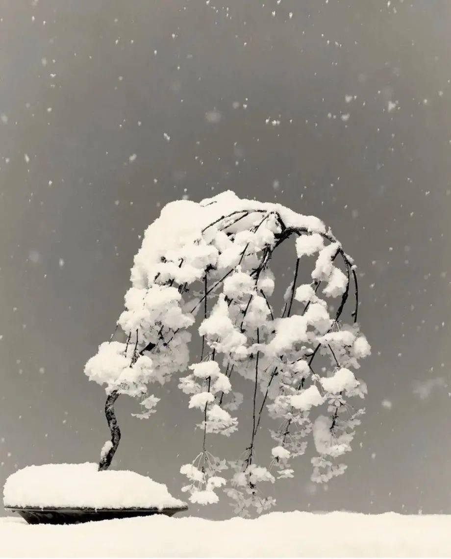 山本昌南(masao yamamoto,1957- )日本著名摄影师,写真艺术家.