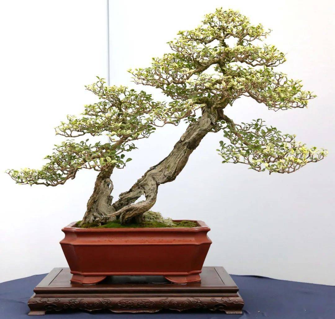 最美的100盆黄杨_盆景_作品_cm