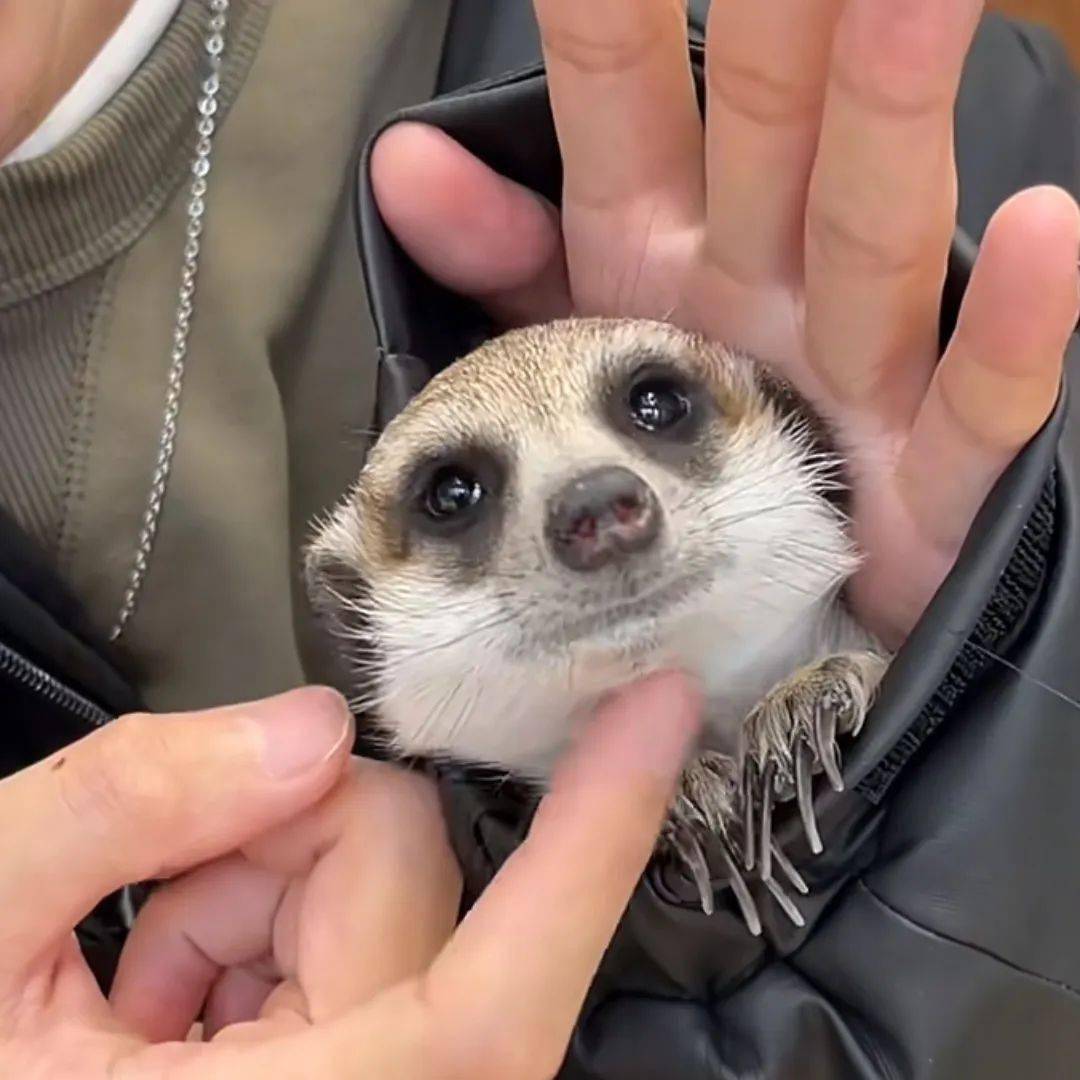 小时候_小浣熊_杀伤力