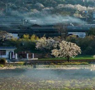 大理鹤庆奇峰梨花村图片