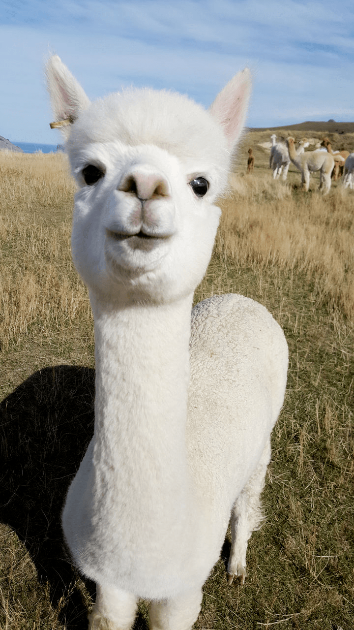 拿草泥马当宠物的00后,后来都怎样了?_小时候_小浣熊_杀伤力