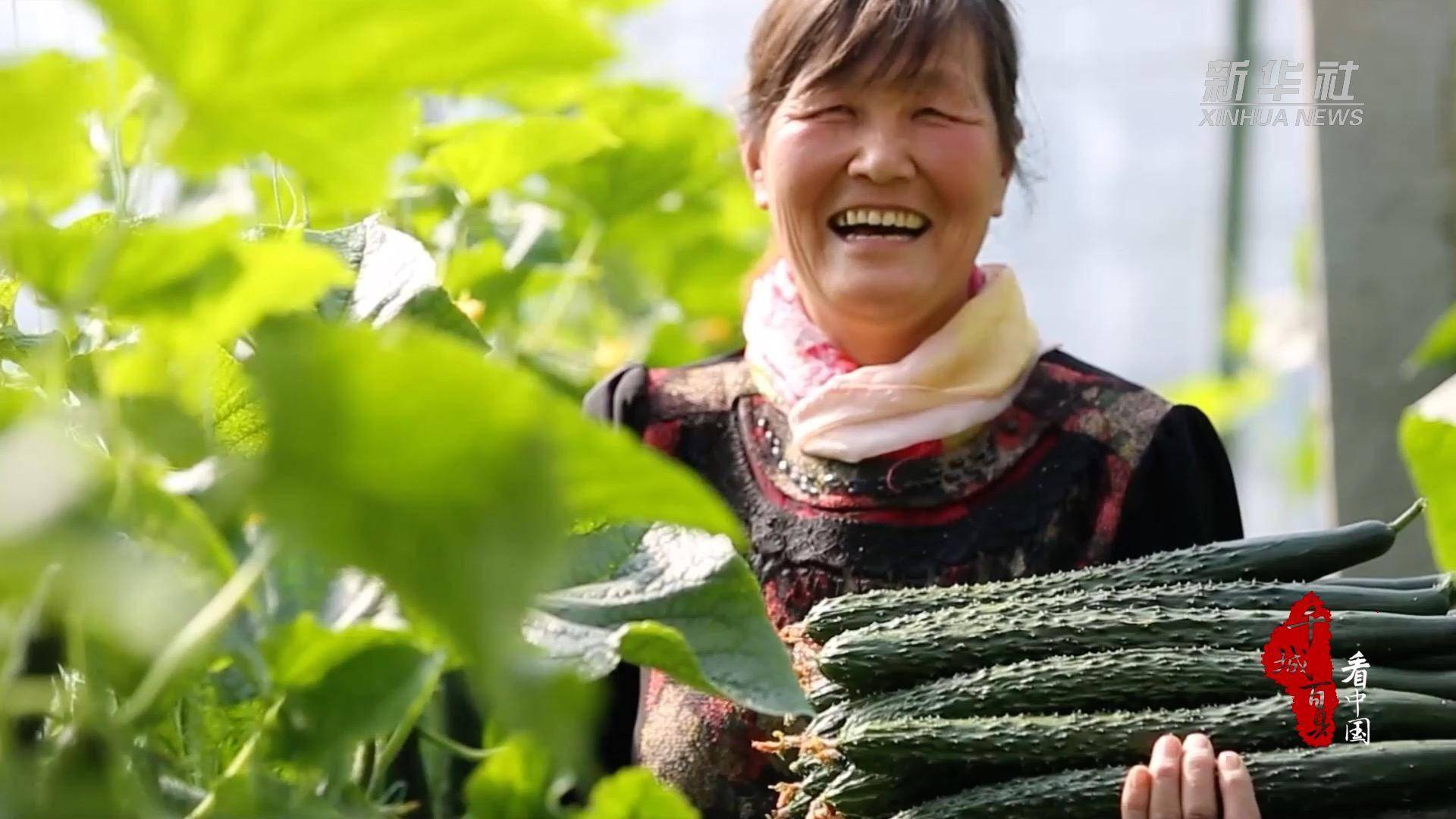 千城百县看中国｜山东寿光：冬日果蔬满园香