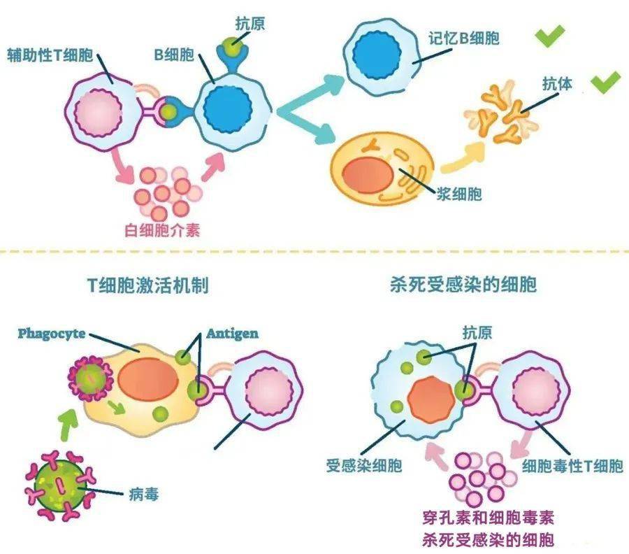 活化免疫系统的其他细胞,比如负责在体液免疫里分泌抗体的效应b细胞
