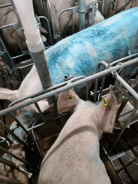 【员工专栏】实习日常|礼泉正能分娩舍实习心得_母猪_工作_输精