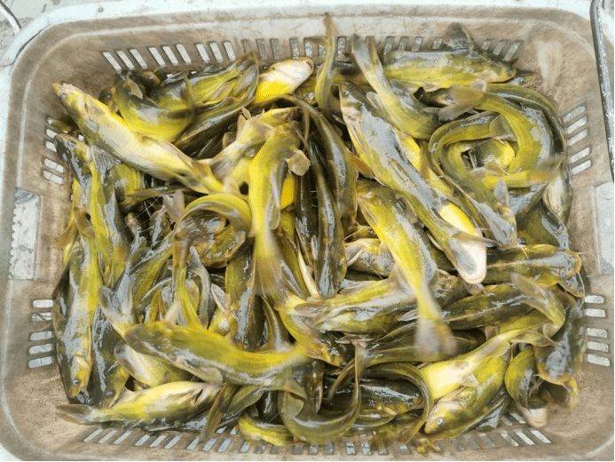 51万!这条"发财鱼"冬天该怎么养?这几点很关键!_饲料_养殖户_湖南