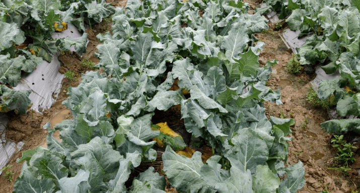 西兰花黑腐病如何防治?高手总结_发病_病菌_植株