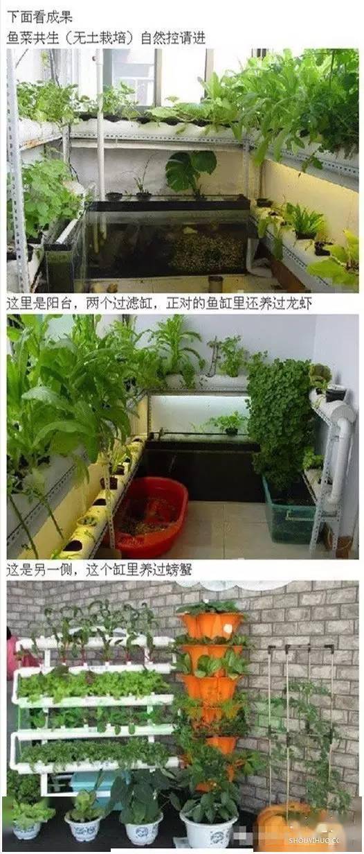 阳台水管种菜图片欣赏图片