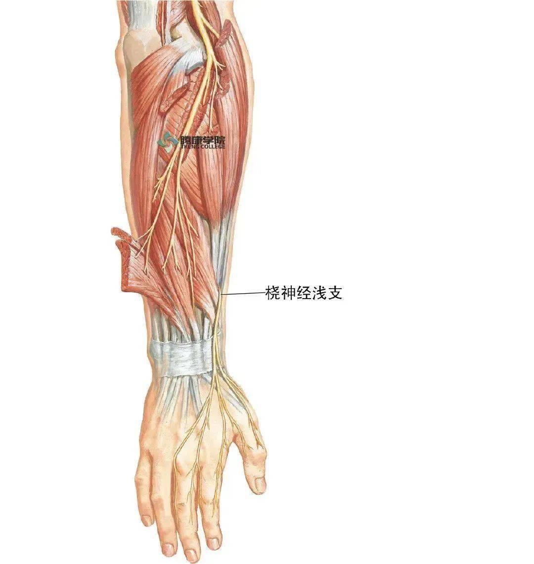 橈神經在肱骨外上髁處位於肱橈肌和肱肌之間深部,並分為深淺兩支.