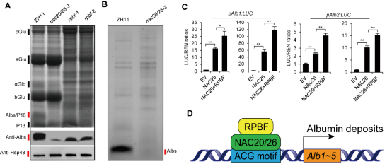 刘春明团队阐明水稻胚乳中清蛋白积累的分子机制