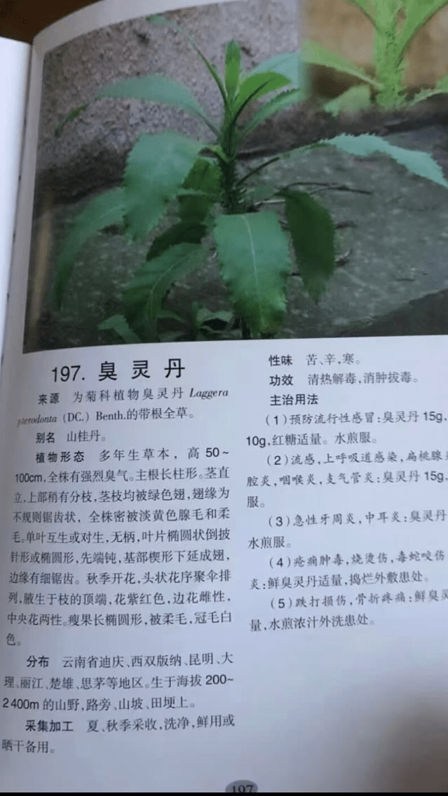 灵丹草合剂图片