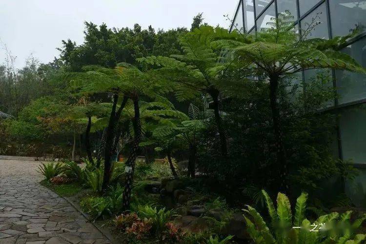 大自然】第248期:笔筒树_活化石_植物_桫椤