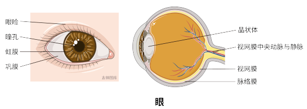 小知识点:瞳孔观察的方法和临床意义_反射_防控_患者