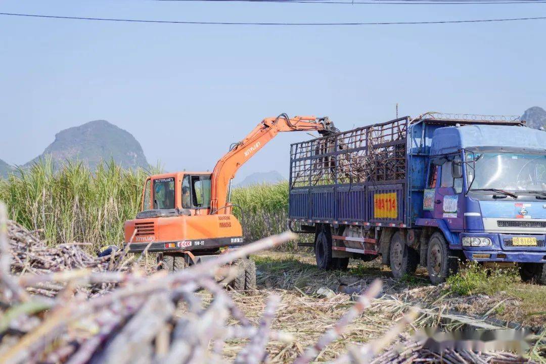 柳城07150甘蔗品种图片