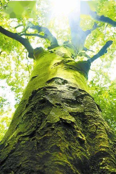 格木:百折不挠的“硬汉”_树种_应用_我国