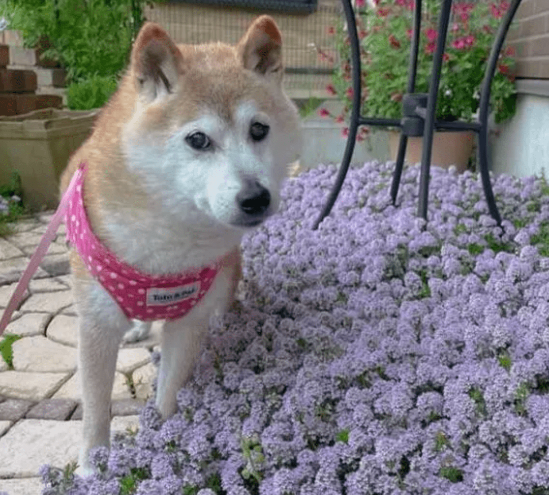 网红狗doge进了icu,求上帝不要收回我的表情包!_kabosu_敦子_佐藤