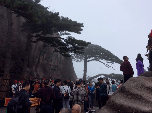 【看天下】我国最特殊的三棵树_迎客松_黄山_中国