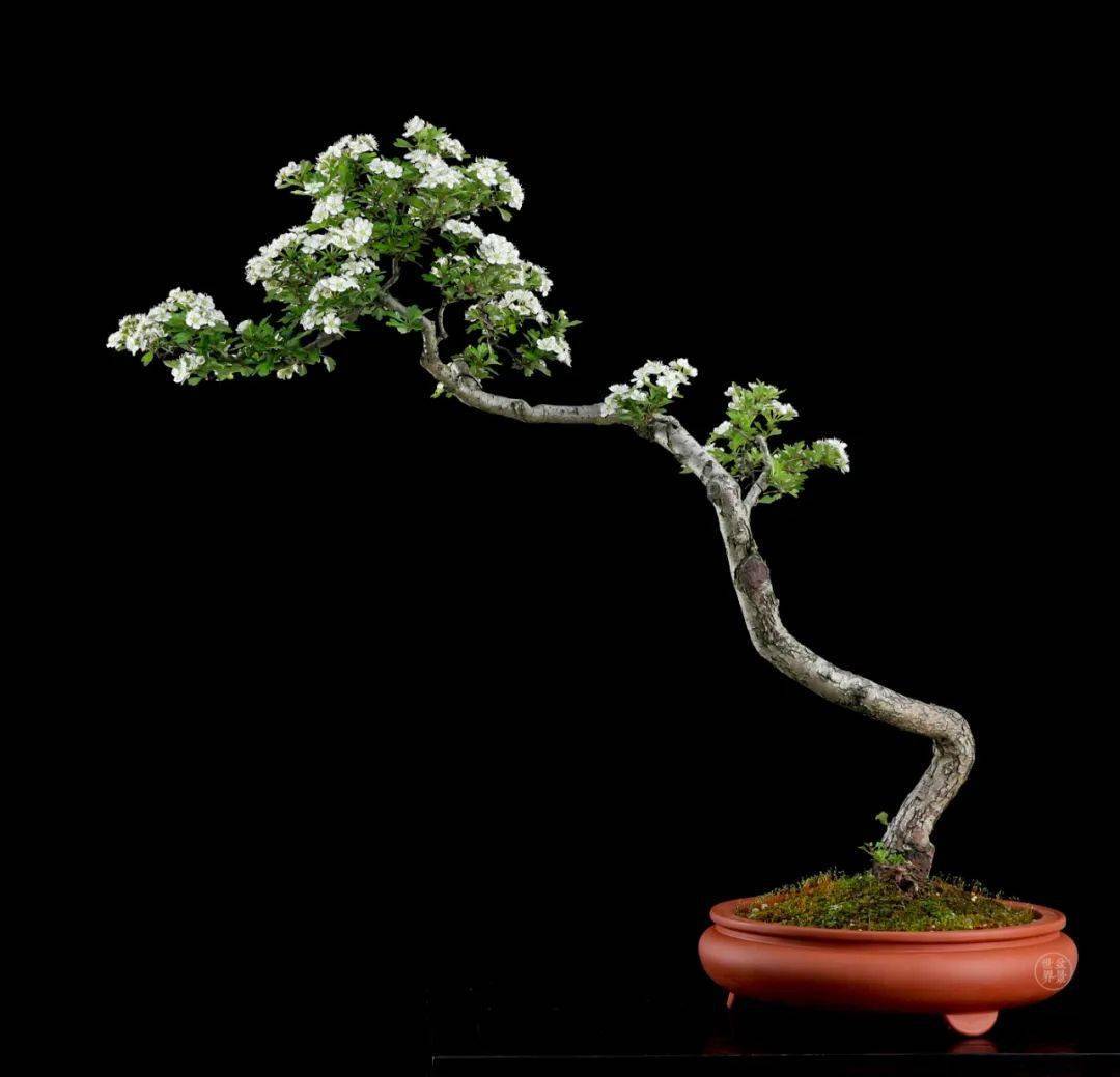 山里红_山楂_作品_cm