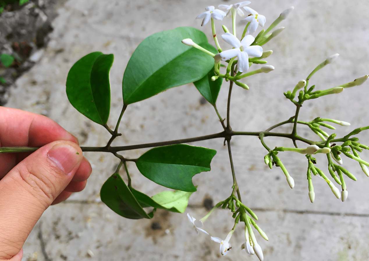 破骨风草药图片大全图片