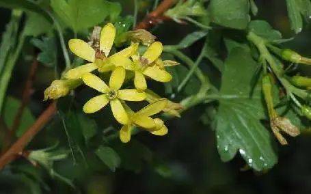 神奇生物在豐臺丨香茶藨子_mm_柔毛_卵圓形