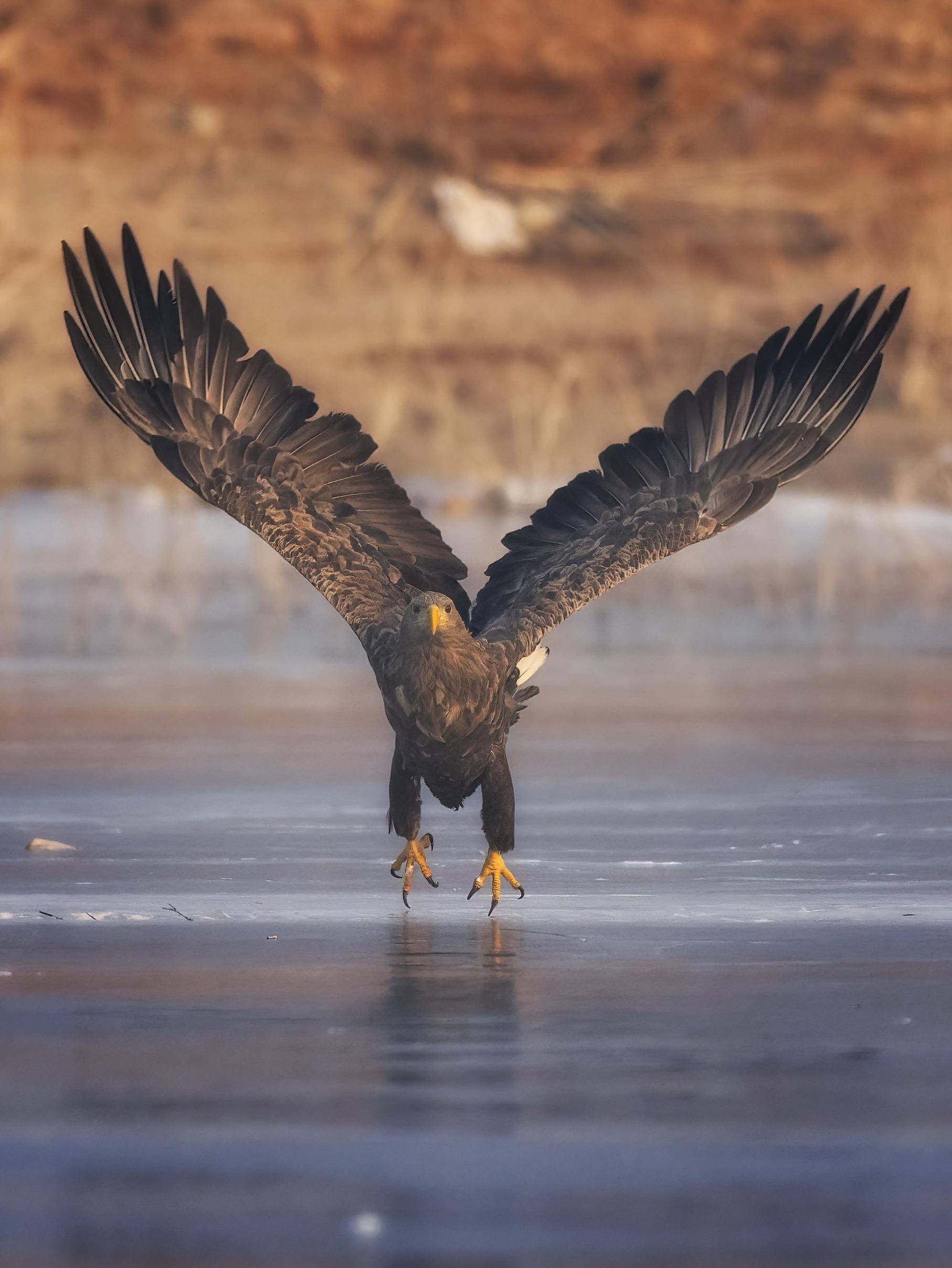 拍到了国家一级保护动物黑鹳,国家二级保护动物雕鸮,秋沙鸭,猎隼,游隼