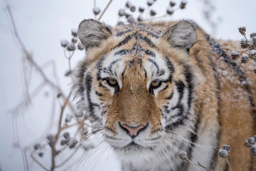 看东北虎在雪中奔跑