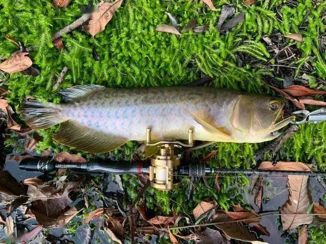 亚马逊河狂钓纯野生巨型龙鱼,钓友直呼这不是钓鱼而是钓钱啊