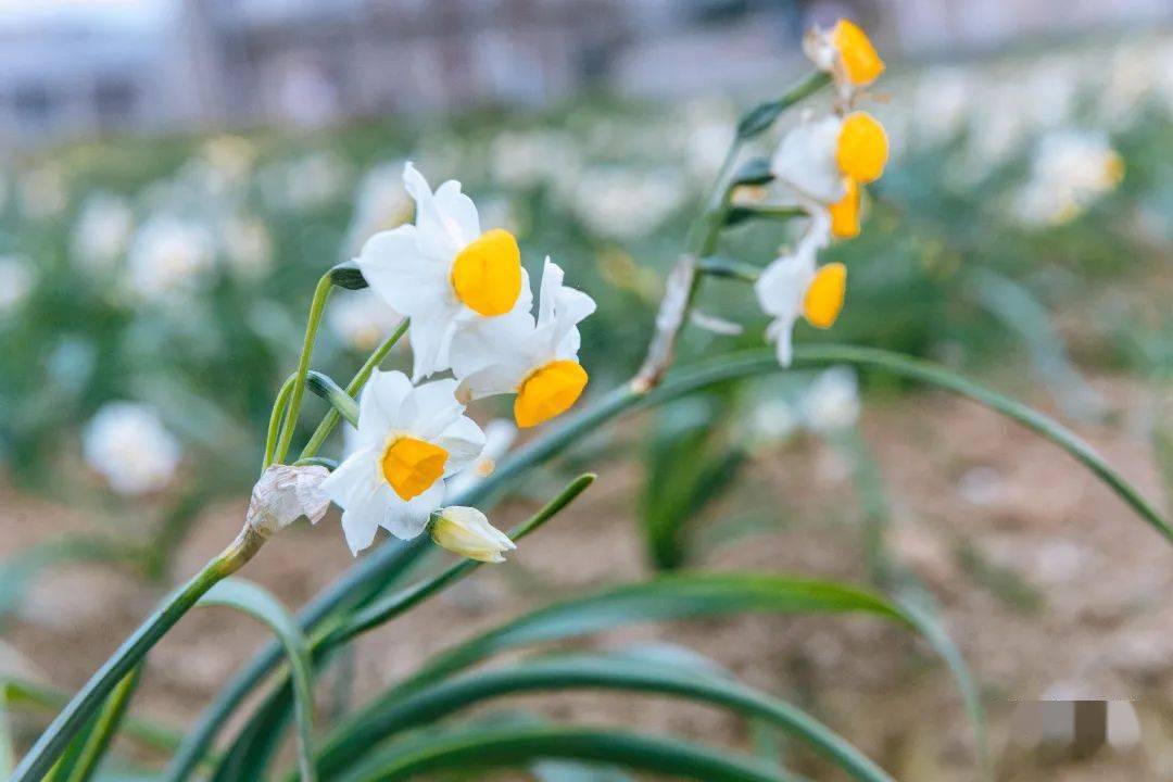 平潭水仙花图片