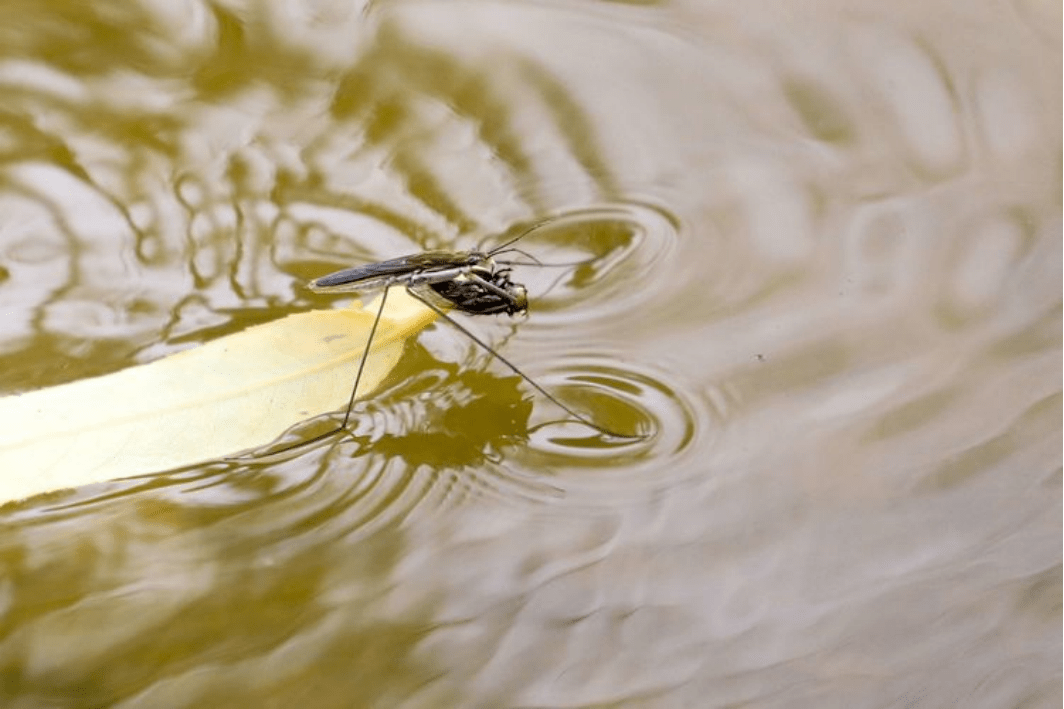 来看昆虫的水之道_水虿_影片_身体