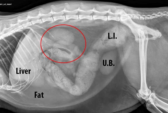 猫x光图片解析腹部图片