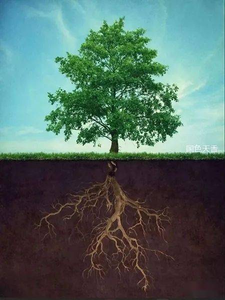 人生如树:向上生长,向下扎根_母亲_大地_童建国
