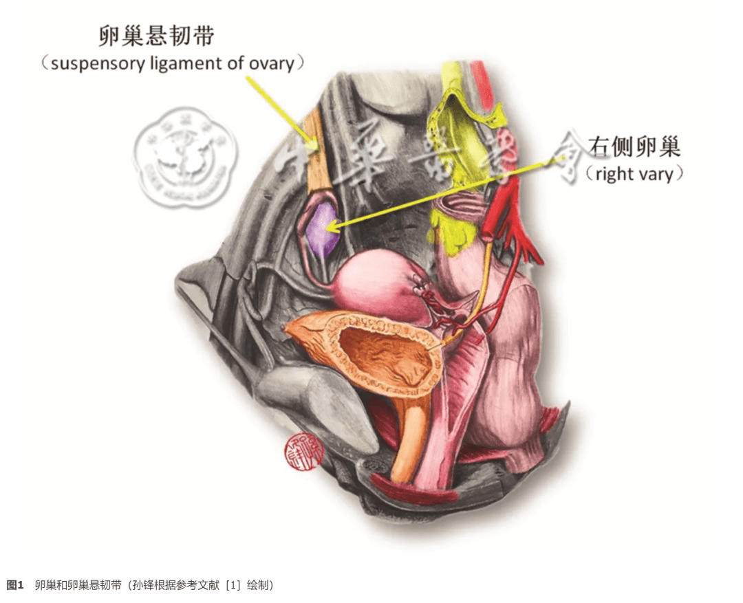 卵巢悬韧带 来自搜狐网